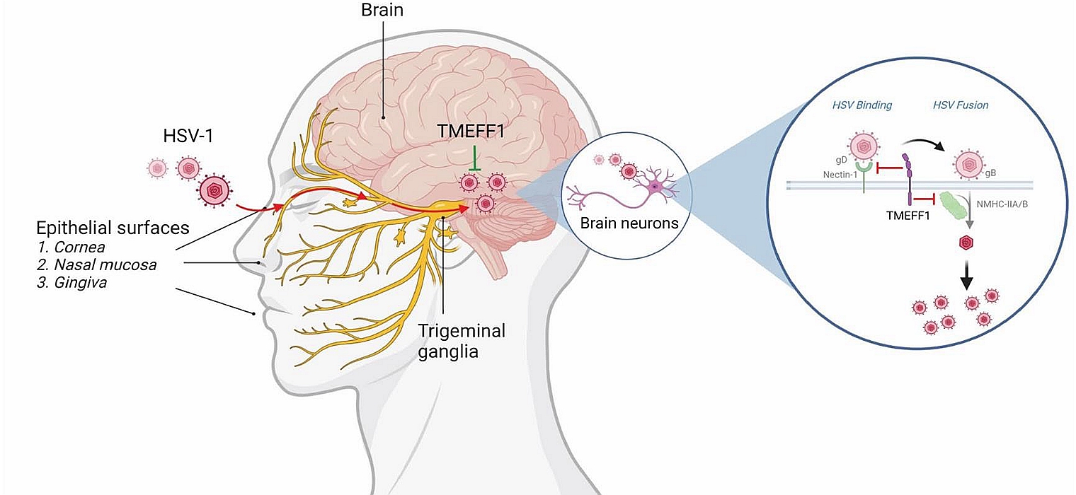 《Nature》:系统生物医学研究院蔡宇伽团队等首次发现大脑专属抗病毒卫士TMEFF1