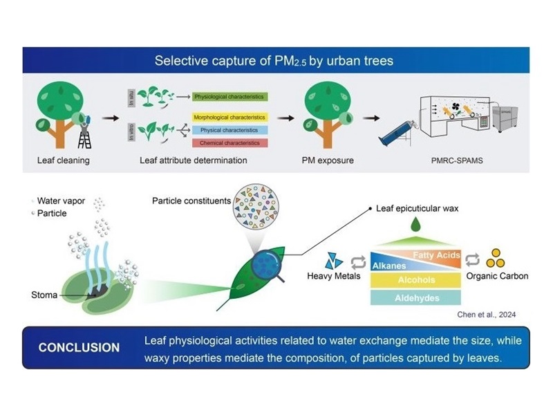 上海交大殷杉教授团队揭示城市森林对大气颗粒物的选择性吸附机制