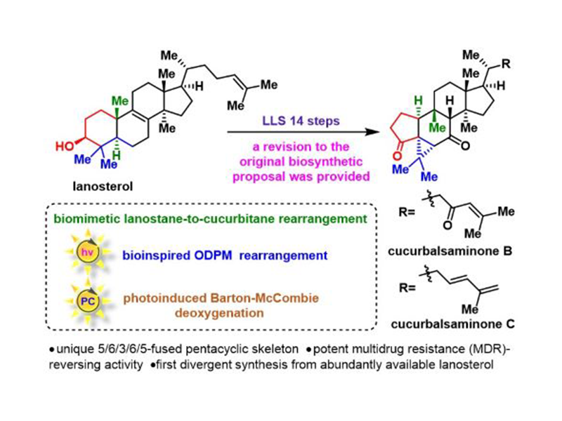 上海交大吴晶晶Angew发文: 葫芦烷型三萜cucurbalsaminones B/C的仿生合成