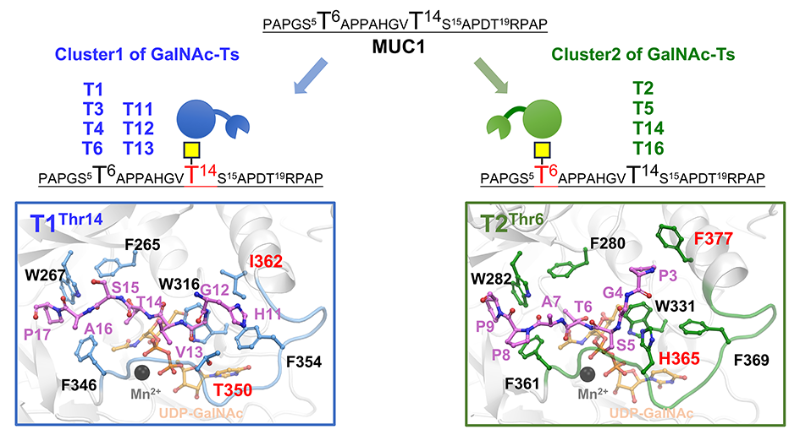 上海交大系统生物医学研究院张延教授和达林泰研究员联合发文：系统揭示糖基转移酶GalNAc-T家族对黏蛋白MUC1的O-GalNAc糖基化调控规律