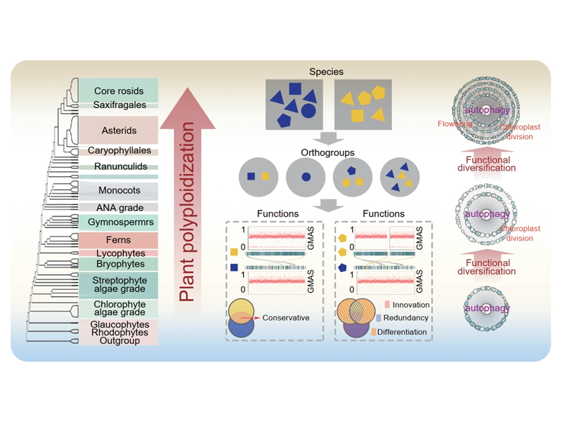 上海交大陈诚课题组联合海南农科院郑道君课题组解析植物自噬功能多样化的演化规律