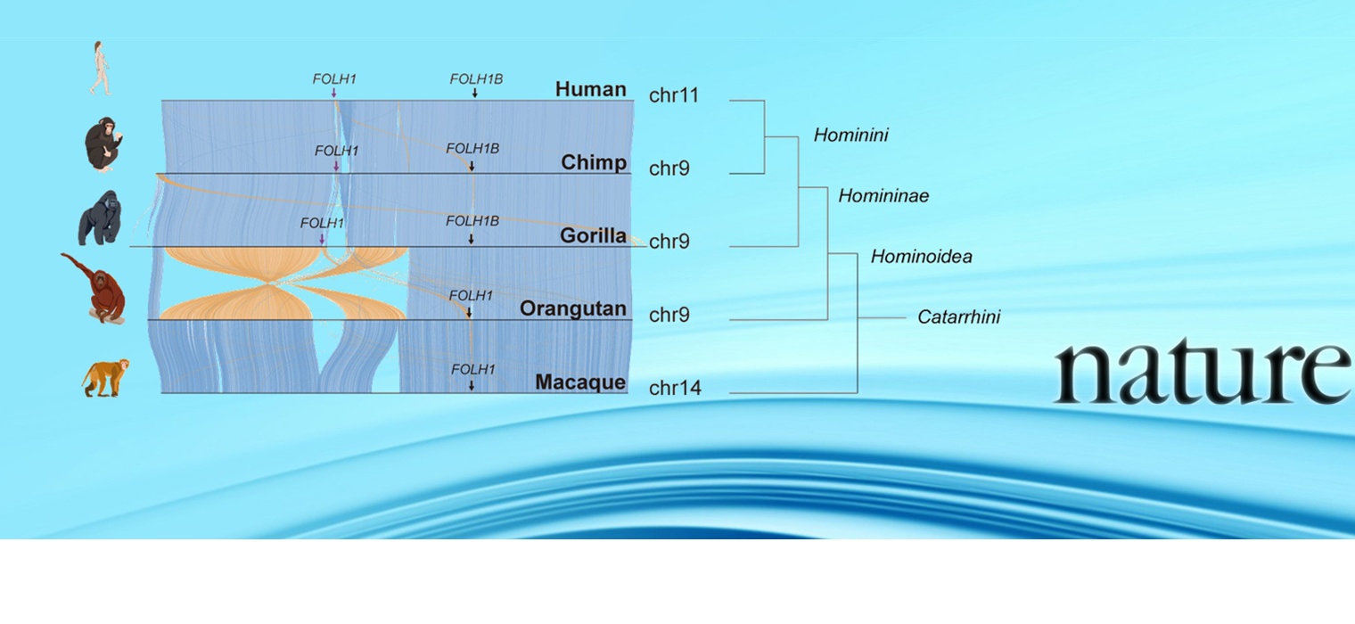 上海交大毛亚飞课题组与合作者解析猕猴属复杂结构变异助力演化医学研究